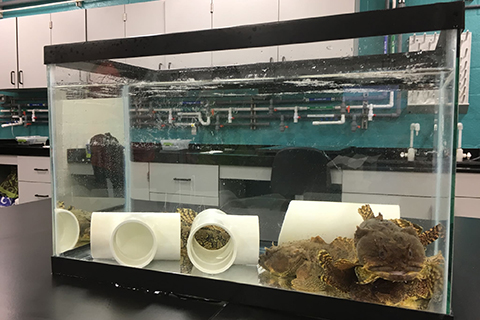 Marine Biology and Ecology Toadfish Lab